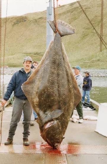 elbepig01 tweet media