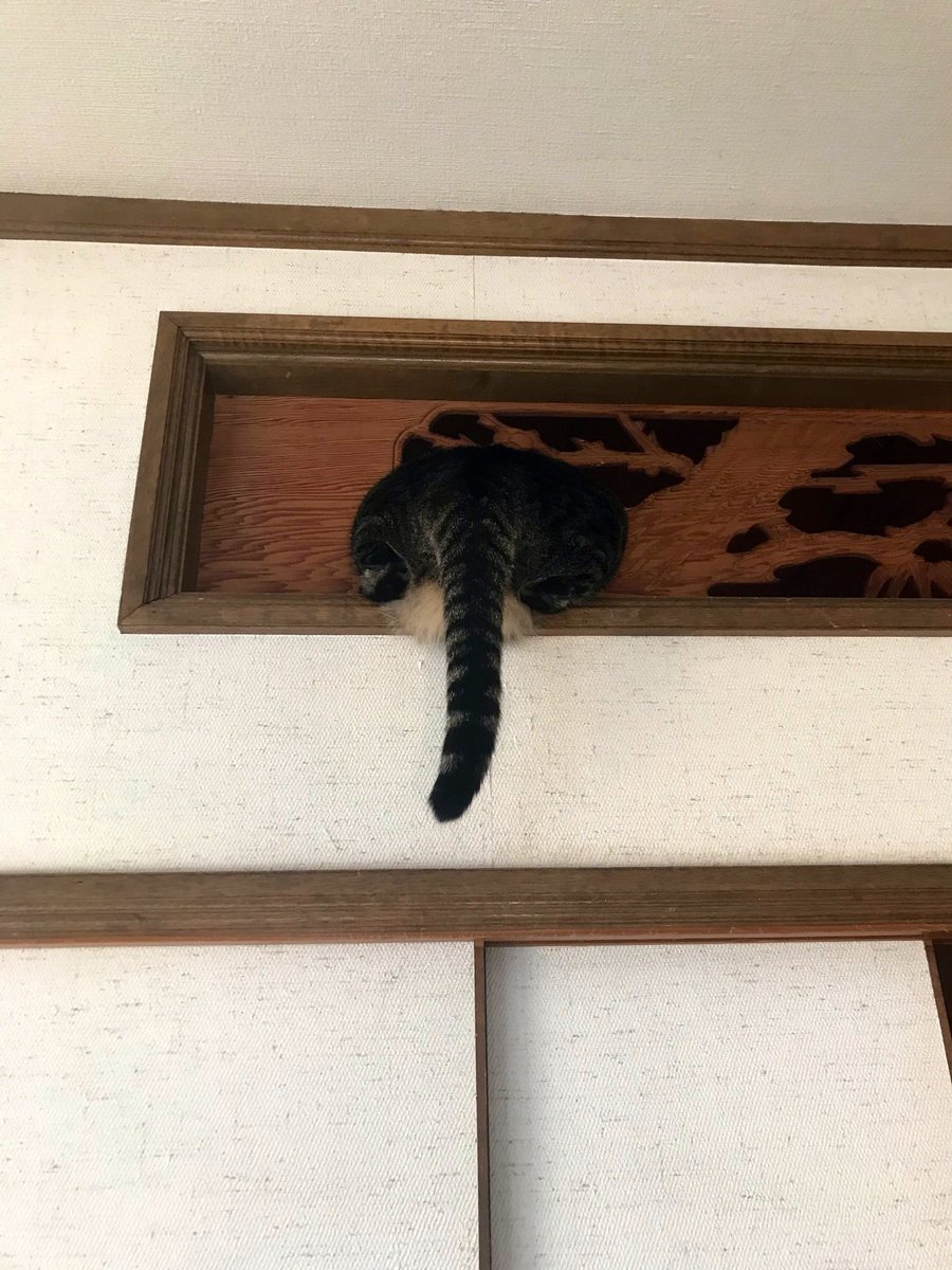 ハララカ tweet media