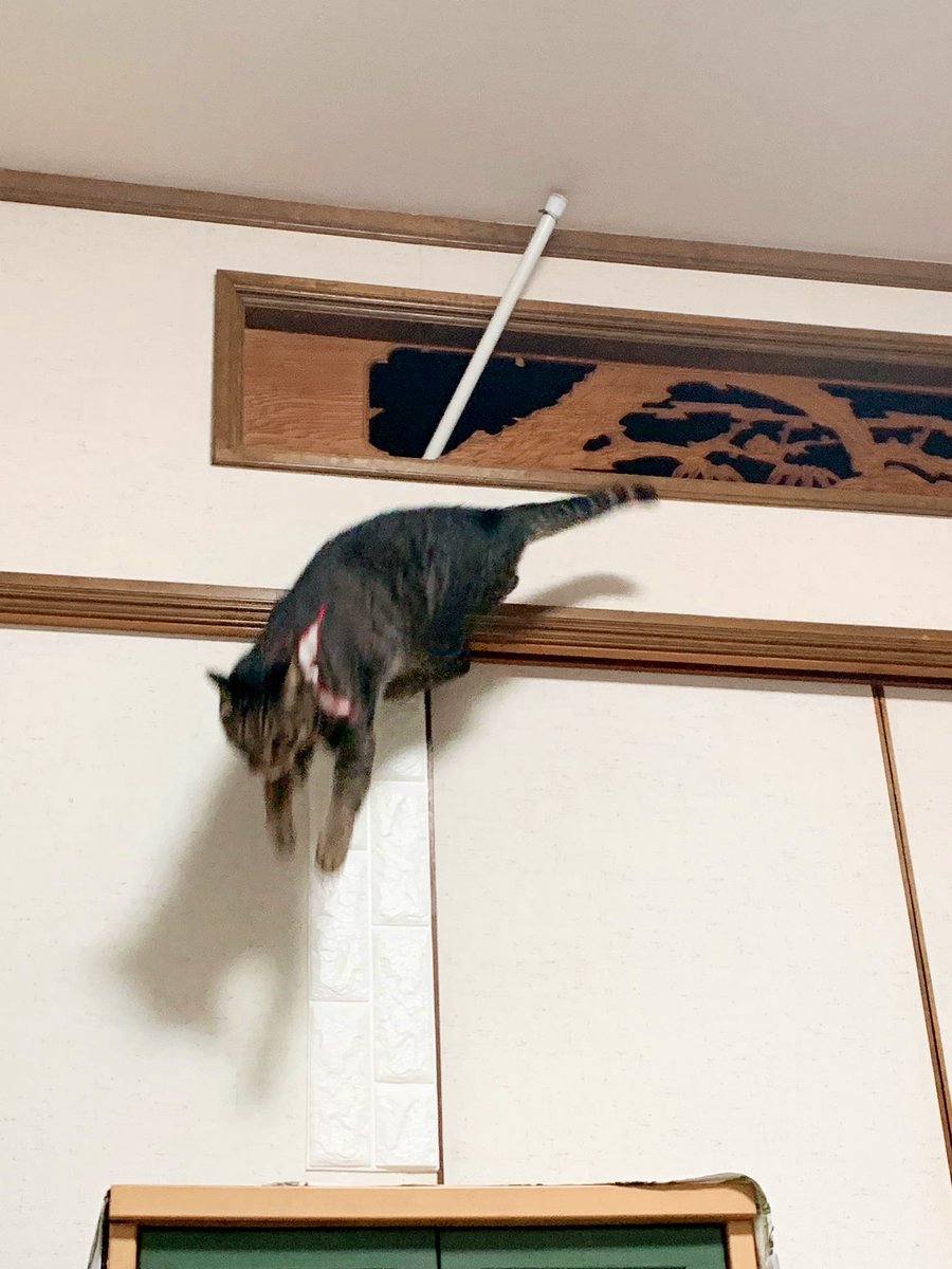 ハララカ tweet media