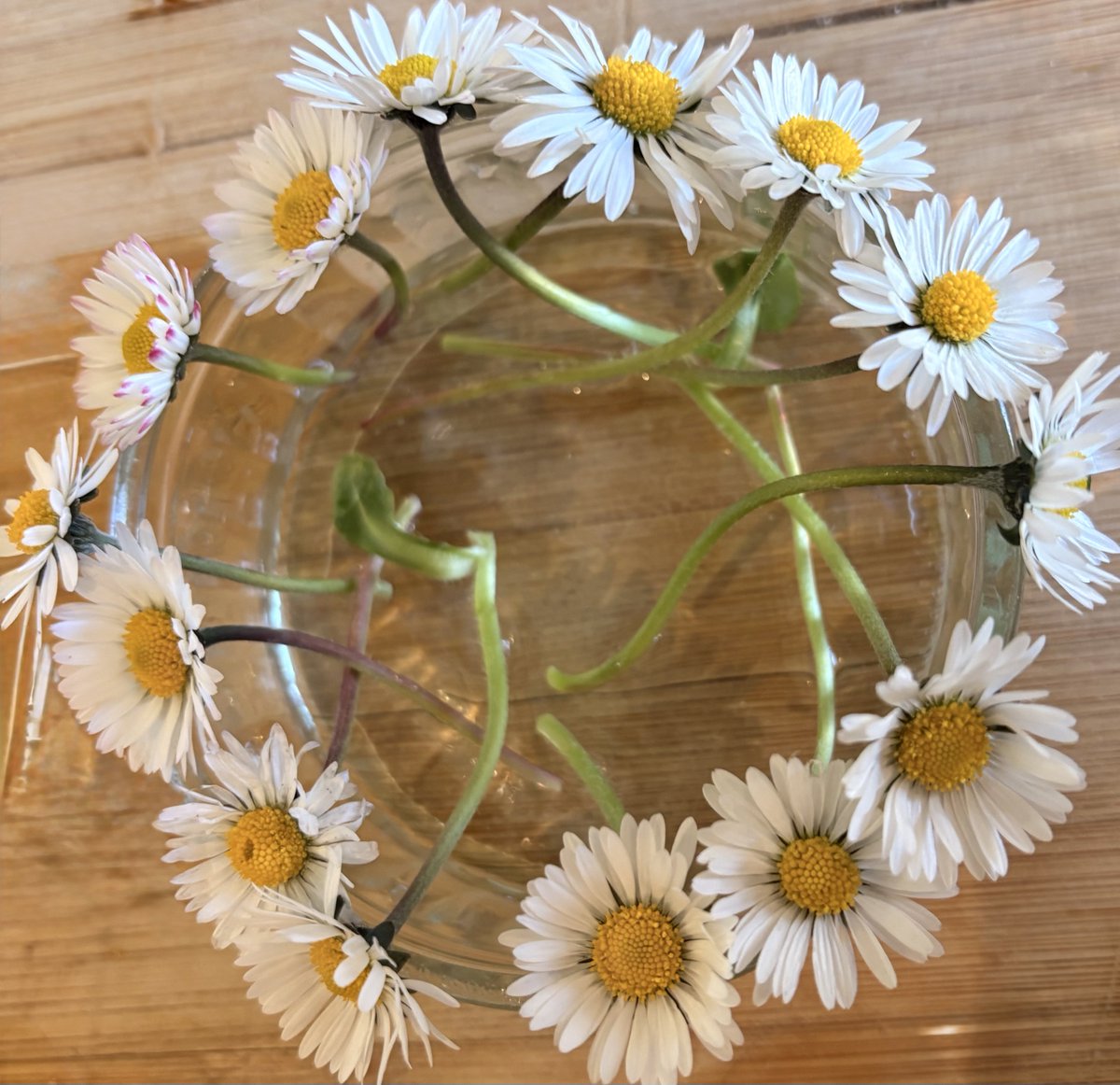 Annunziata Rees-Mogg tweet media