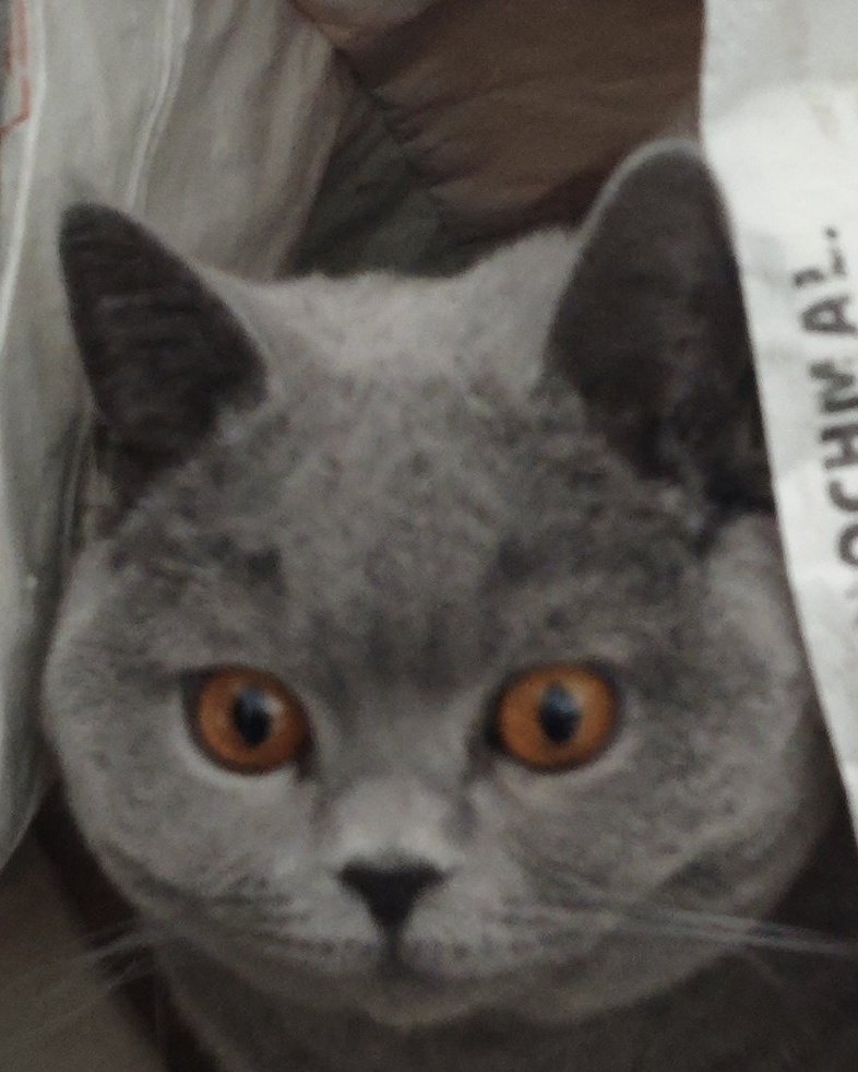 DerEnte 🍍🛡️ tweet media