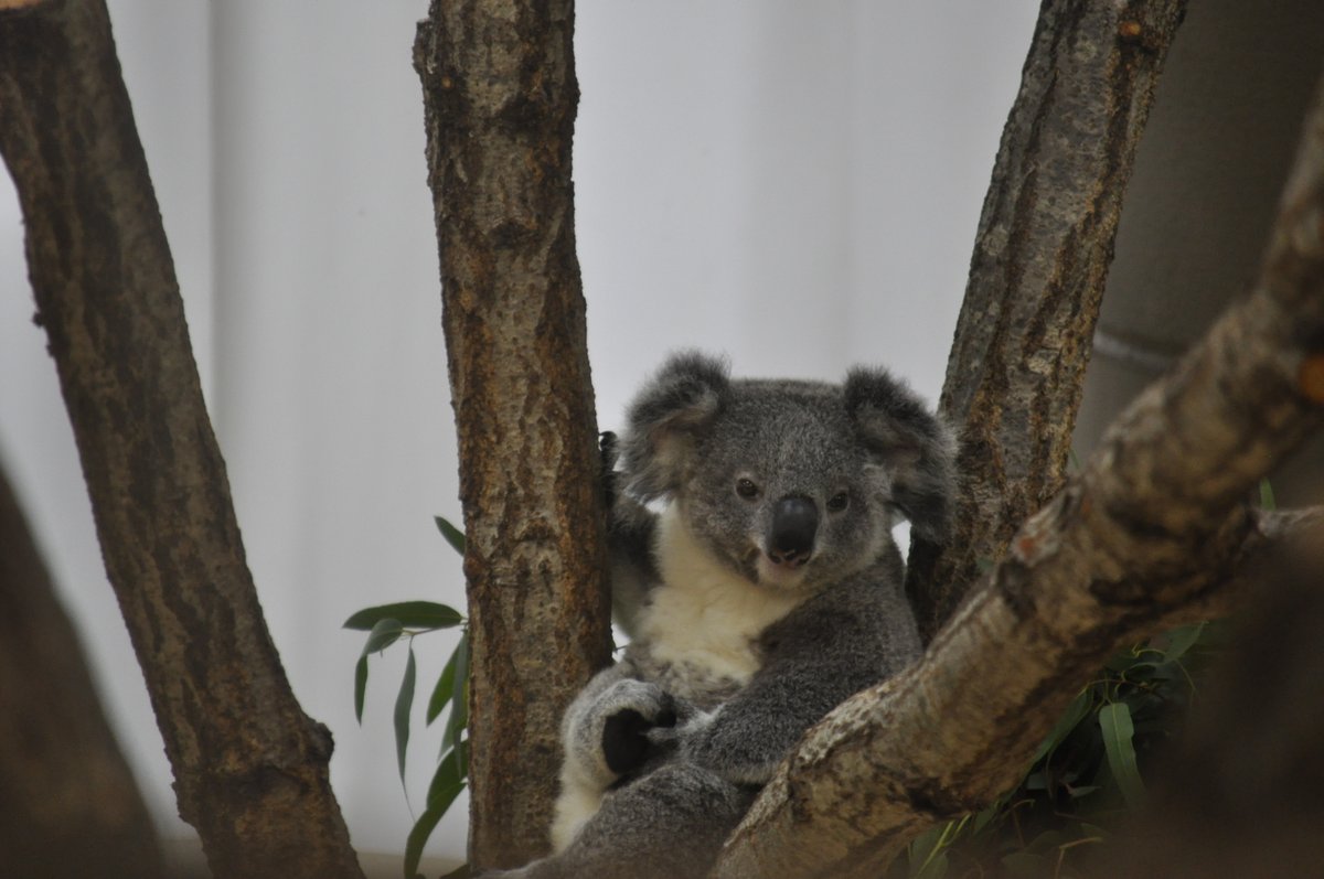 おぐらとーすと. tweet media