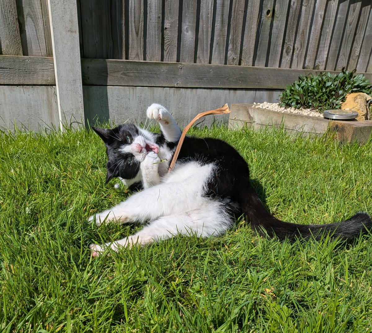 Angus and Smelly Brother Dougie #SBD tweet media