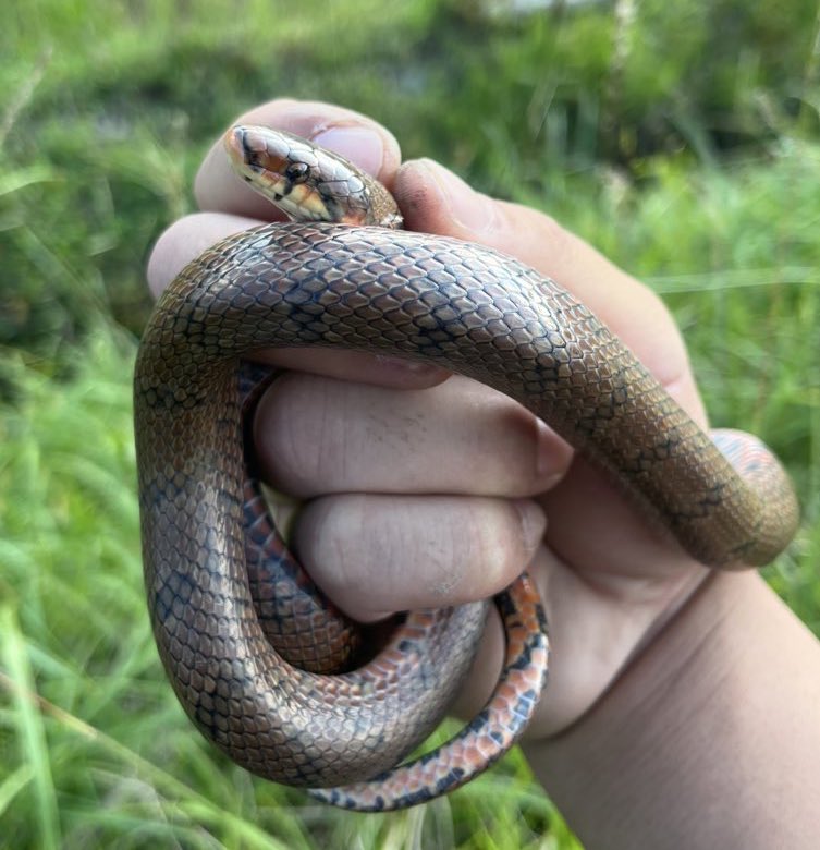 HIDE 🐝 tweet media