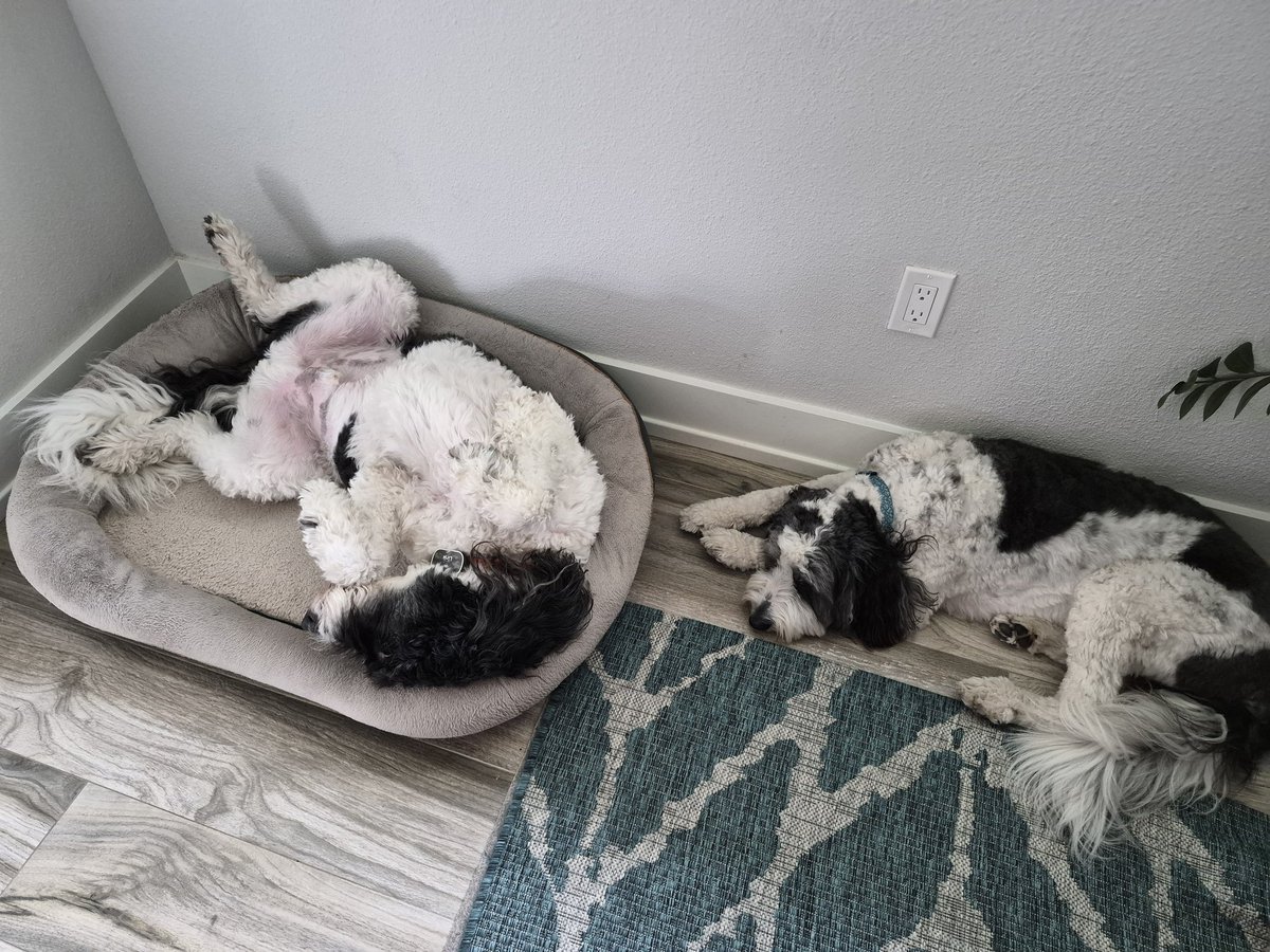creek_moose's tweet image. Everyone is home and in their Monday positions 😂 #MondayMood #dogsoftwitter #DogsOfX