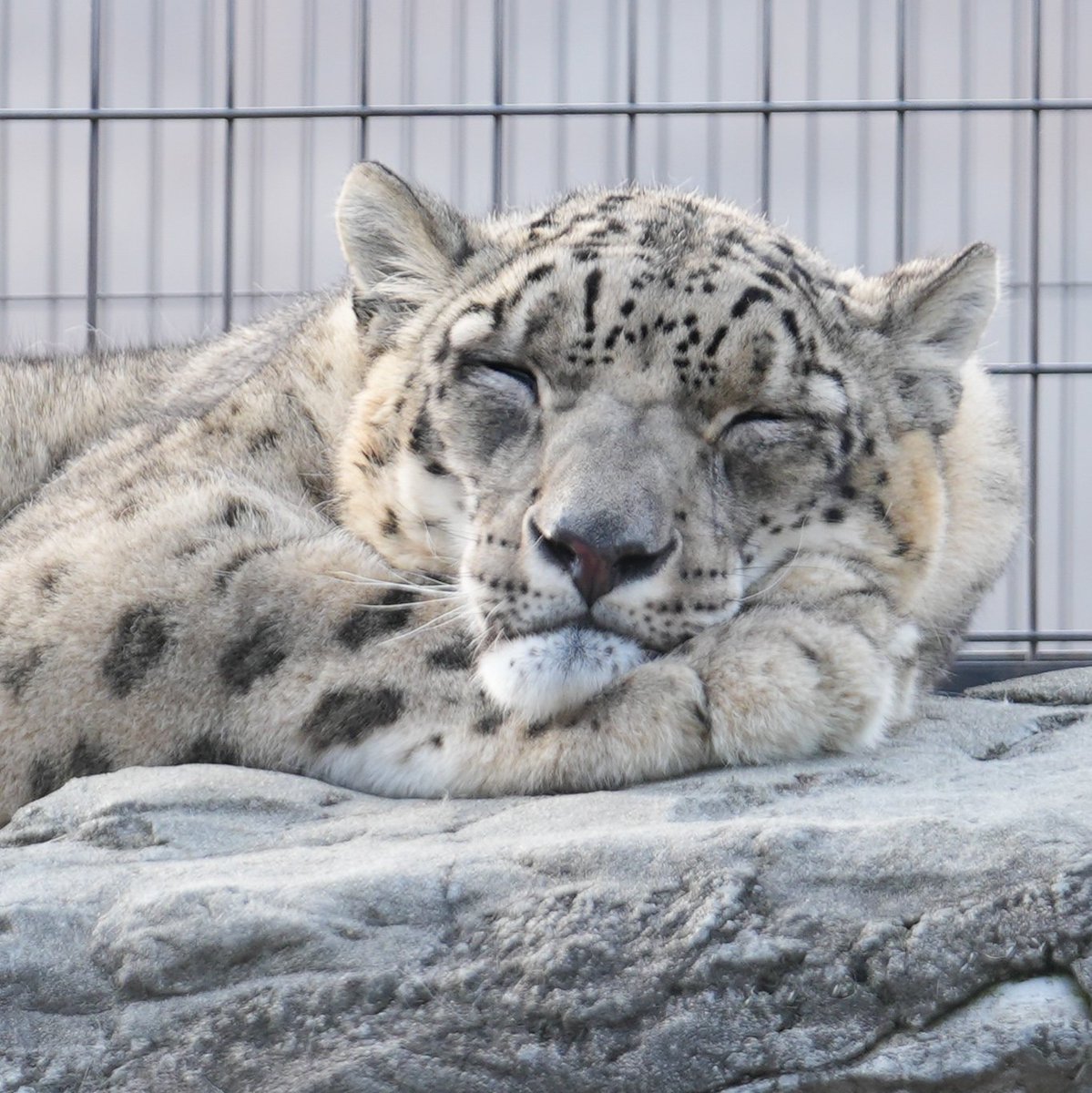 yoshi_s05's tweet image. コボ久しぶりだね。
屋外が快適だったのかな。
帰宅拒否して一日屋外を満喫してました
#ユキヒョウ #snowleopard
#旭山動物園 #コボ