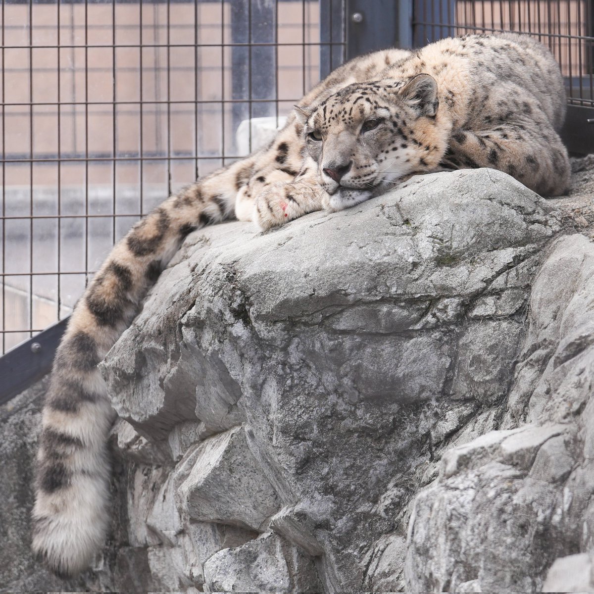 yoshi_s05's tweet image. コボ久しぶりだね。
屋外が快適だったのかな。
帰宅拒否して一日屋外を満喫してました
#ユキヒョウ #snowleopard
#旭山動物園 #コボ