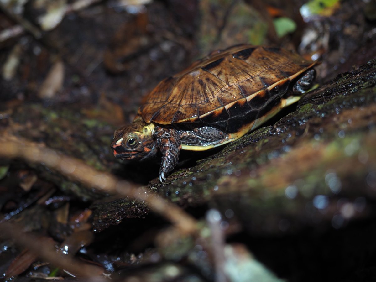 ビンタロちゃん tweet media