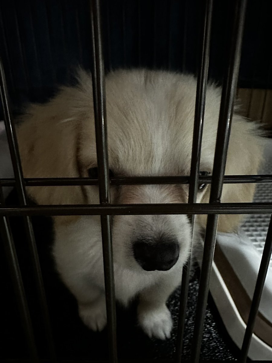 kuru_Angel111's tweet photo. そんなに見ても出れません🥺 https://t.co/JSzYJxO8kw