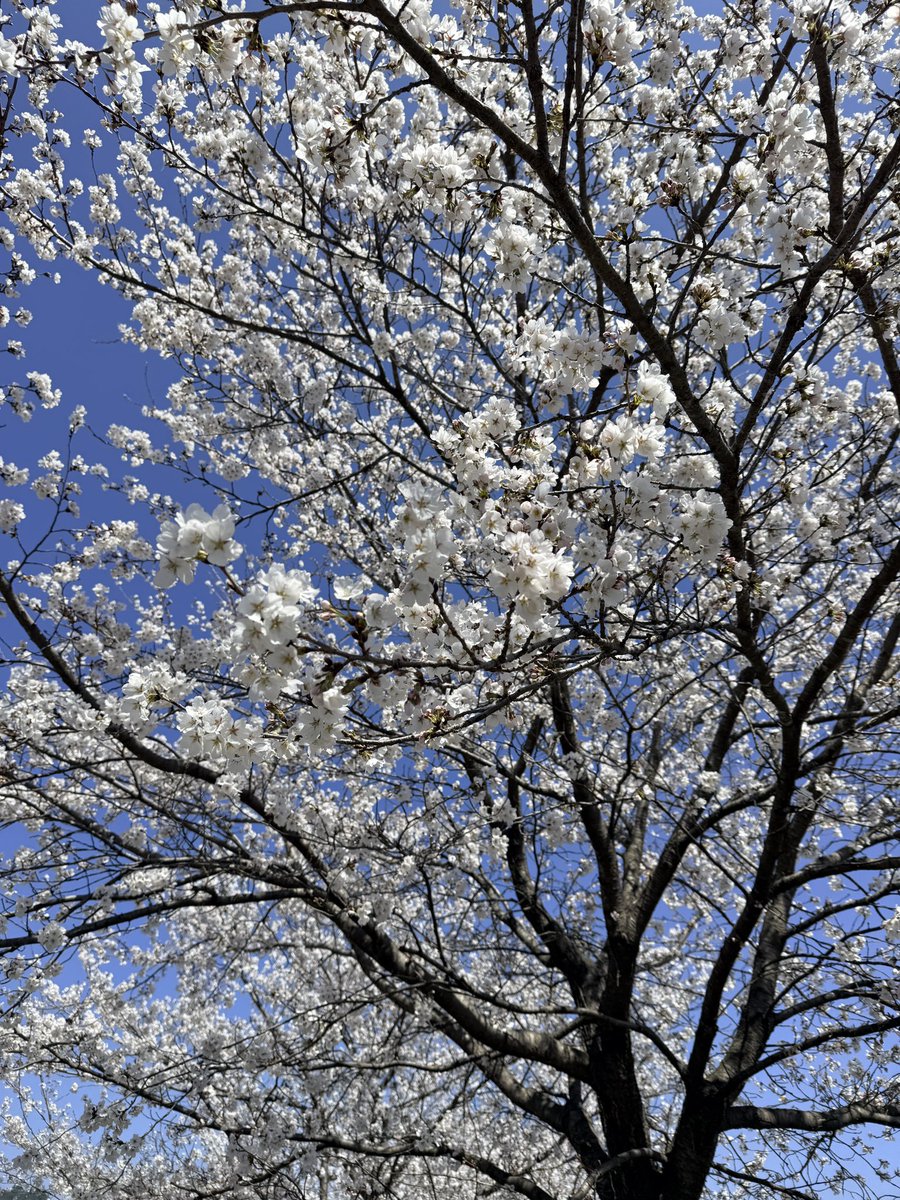 헤르만(Hermann) tweet media