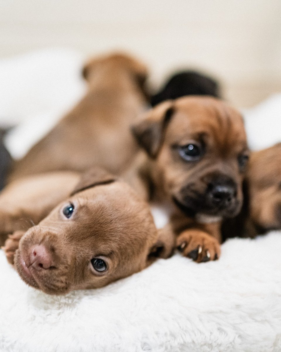The_Blue_Cross's tweet photo. These adorable puppies have spent their first Easter in their new homes, and we couldn't be happier for them. 💙

We hope you're enjoying a relaxing Bank Holiday with sunshine and chocolate treats (out of reach of your pets, of course!). https://t.co/w2puLJmLoM