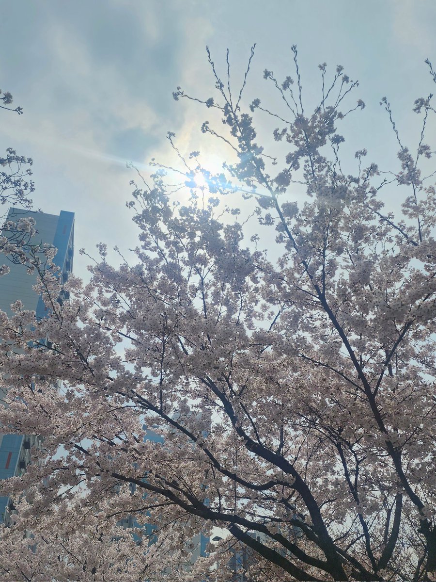 smlpasa's tweet photo. 벚꽃 엄청 많이 폈더라구요!!
역시 조만간 꽃놀이를 가야만.. https://t.co/9vJ5aWIubP