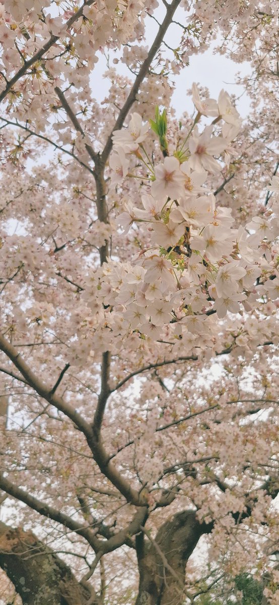 makoJohnny's tweet photo. また来年 https://t.co/5pjTCeRnFd