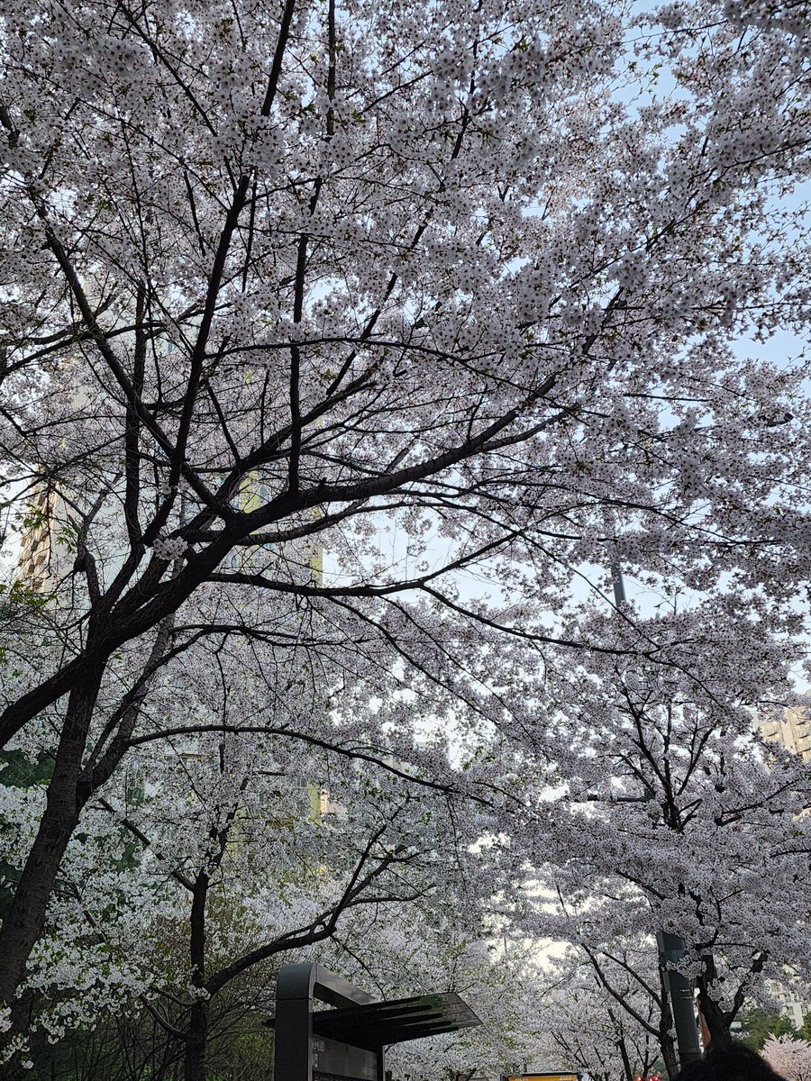 smlpasa's tweet photo. 벚꽃 엄청 많이 폈더라구요!!
역시 조만간 꽃놀이를 가야만.. https://t.co/9vJ5aWIubP