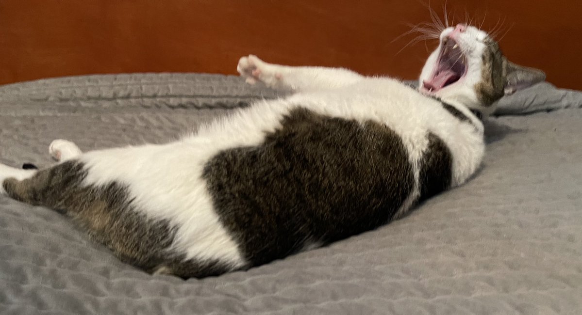 Miss Atomic Bomb tweet media