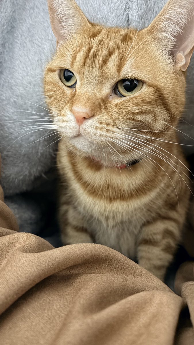 ねこちあ tweet media