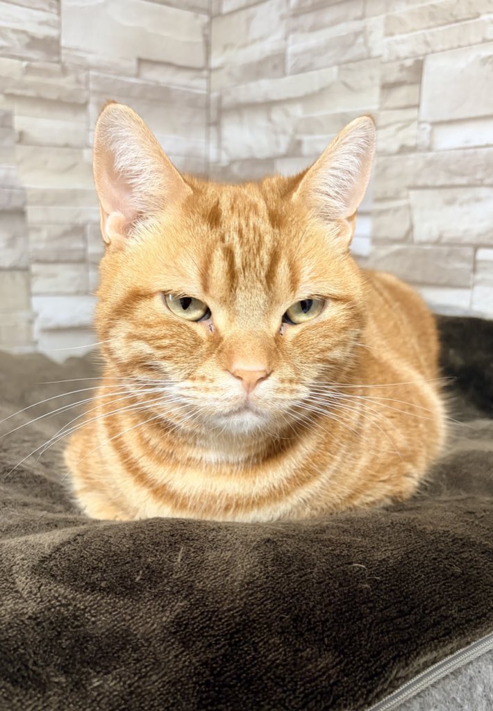 ねこちあ tweet media