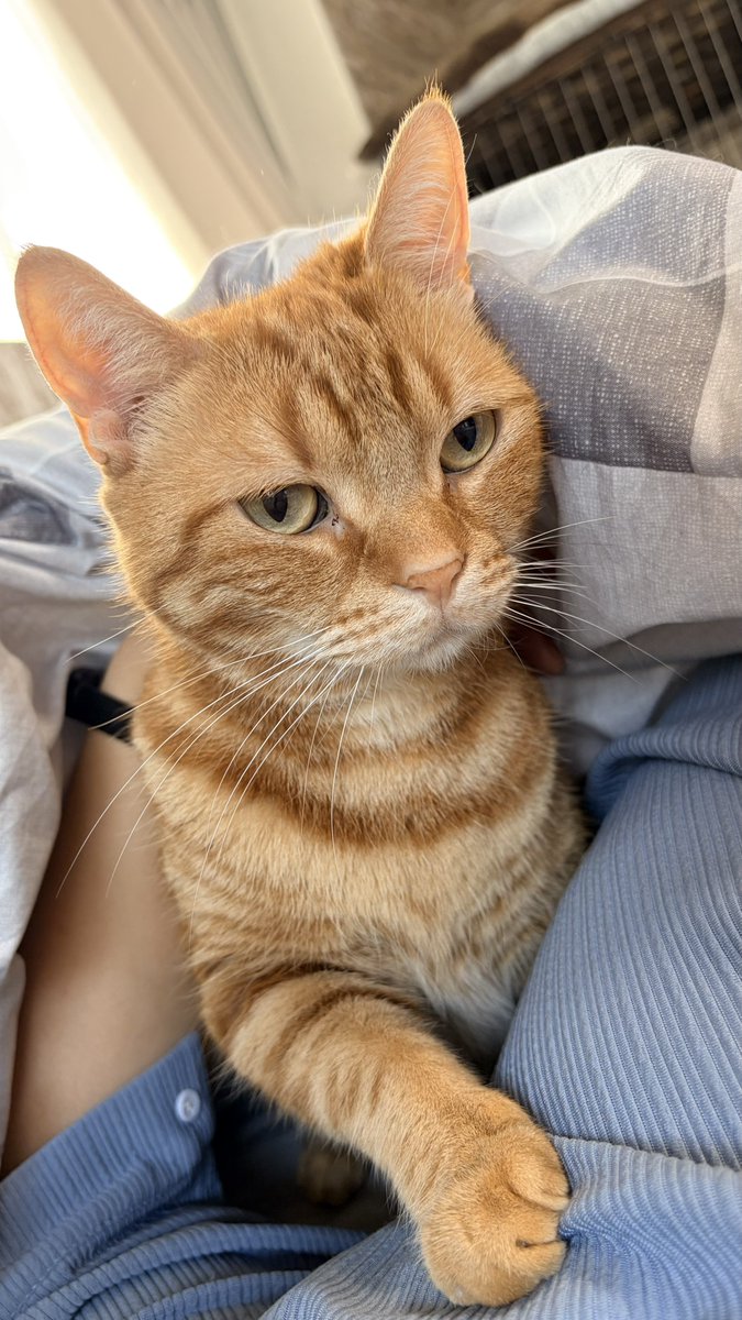 ねこちあ tweet media