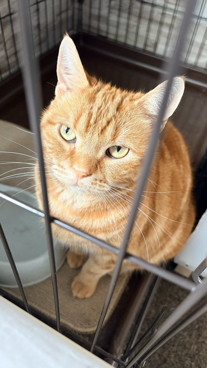 ねこちあ tweet media