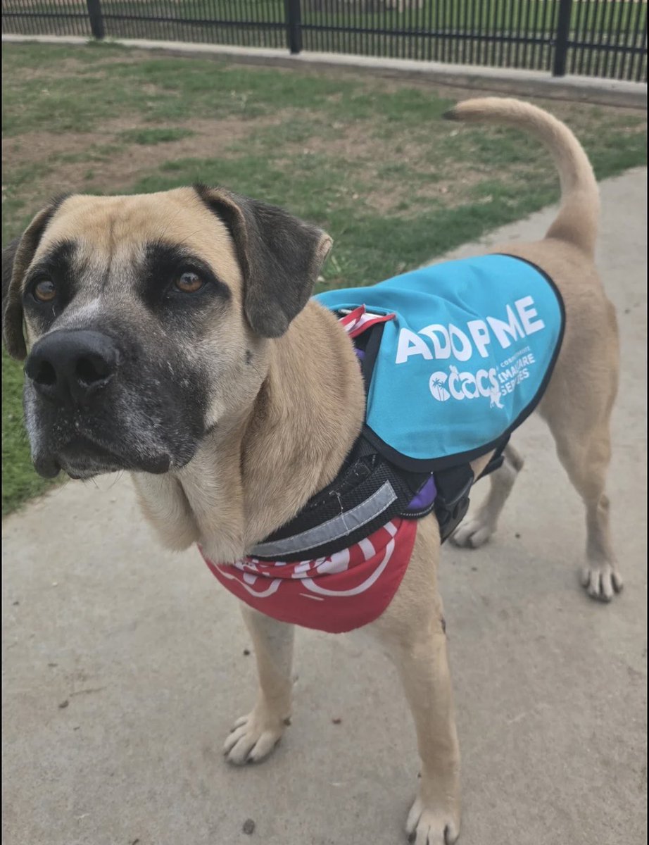 LisaBrabson's tweet image. Beautiful LEO #A326015 6yo has a chance to b saved by the amazing rescue @FHDRofSETX but they need Donations for his care &amp;amp; a kennel
If u possibly can won't u plz #Donate to save this darling boy
He is such a handsome hunk of love❤️ 
Plz #Adopt or #Foster if u can #CorpusChristi