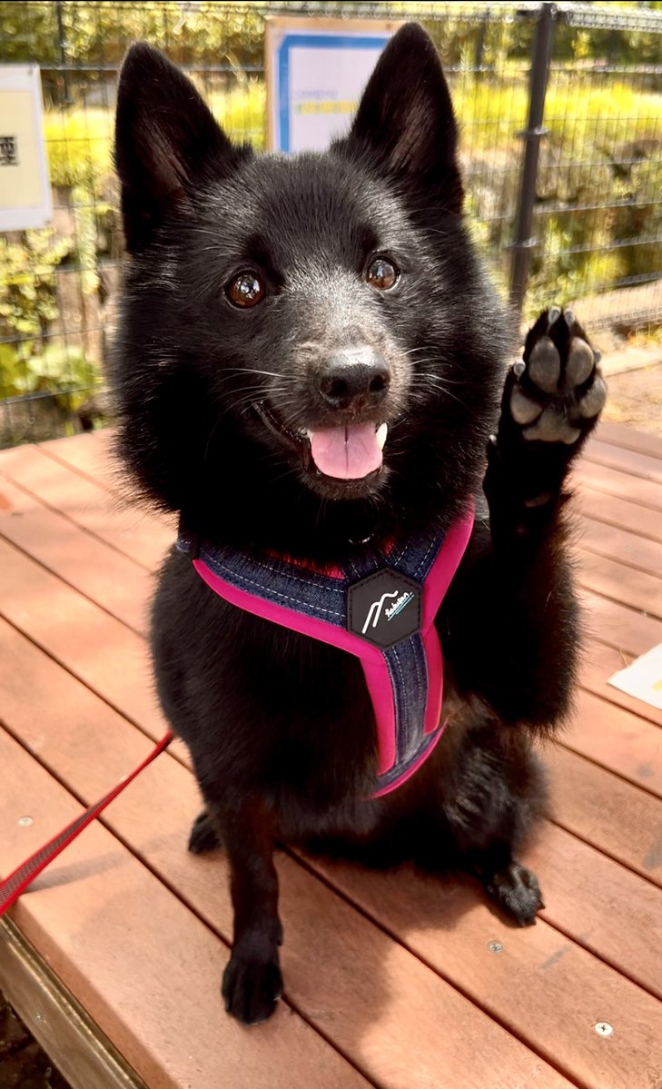 (∩･∇･∩) tweet media