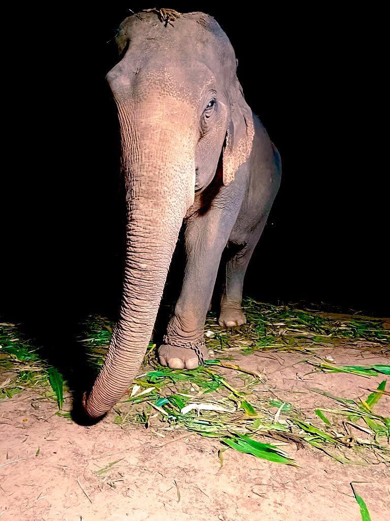 น้องช้างFamily🐘🐘🐘 tweet media