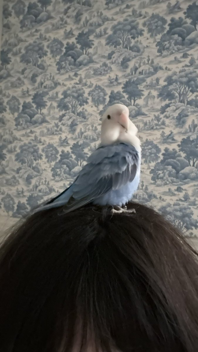 قبل أن أنام tweet media