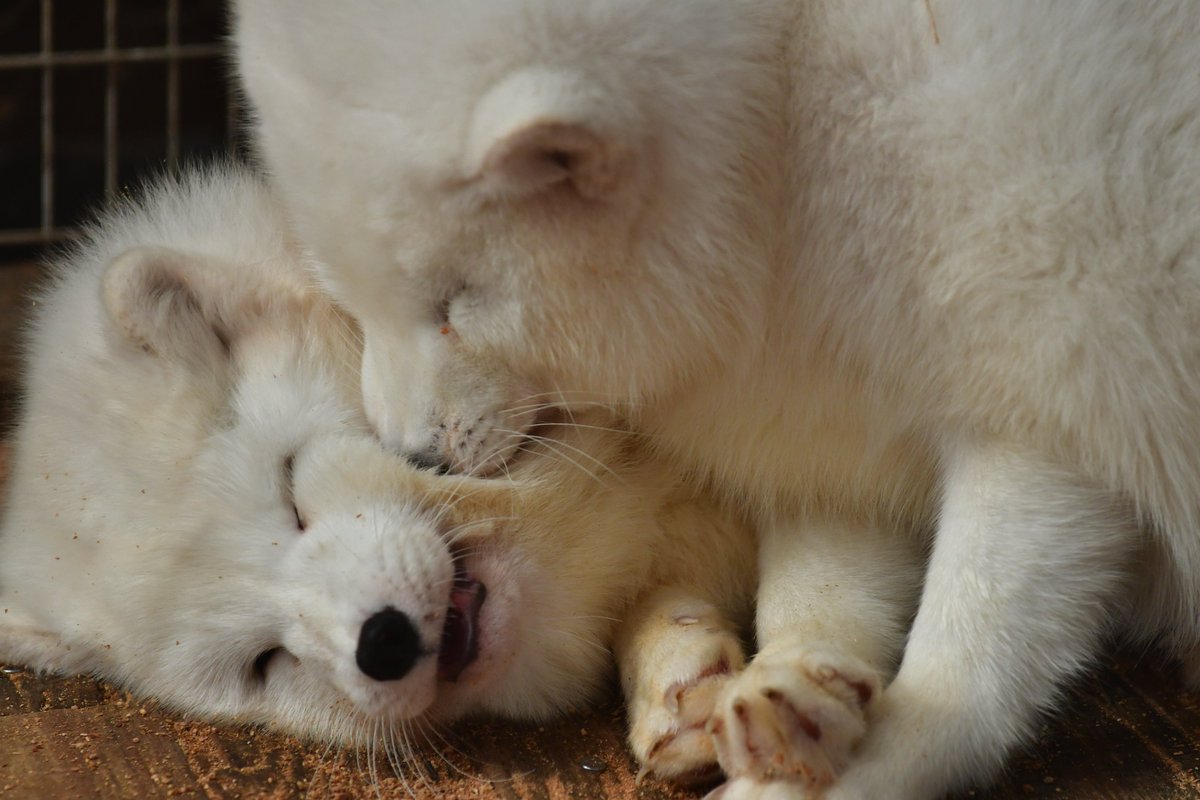 🏝もかちーの🦊 tweet media