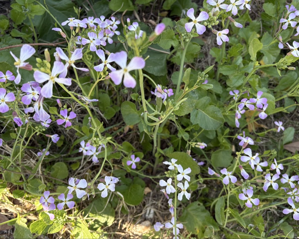 Kazushi Patrick K tweet media