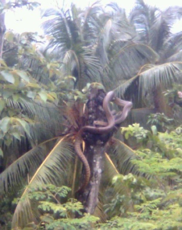 🅿️resh tweet media