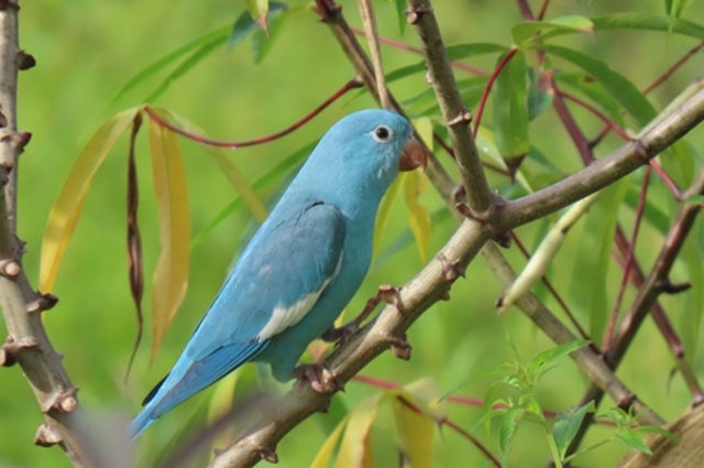 Raridade: Periquito azul é flagrado no Jalapão e revela fenômeno genético intrigante; entenda por que a ave mudou de cor. redeto.com.br/noticia/50431