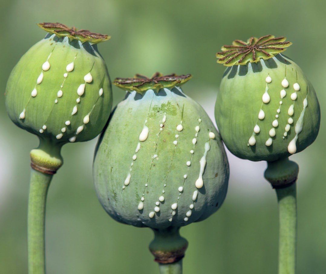 Muslim Fatigue tweet media