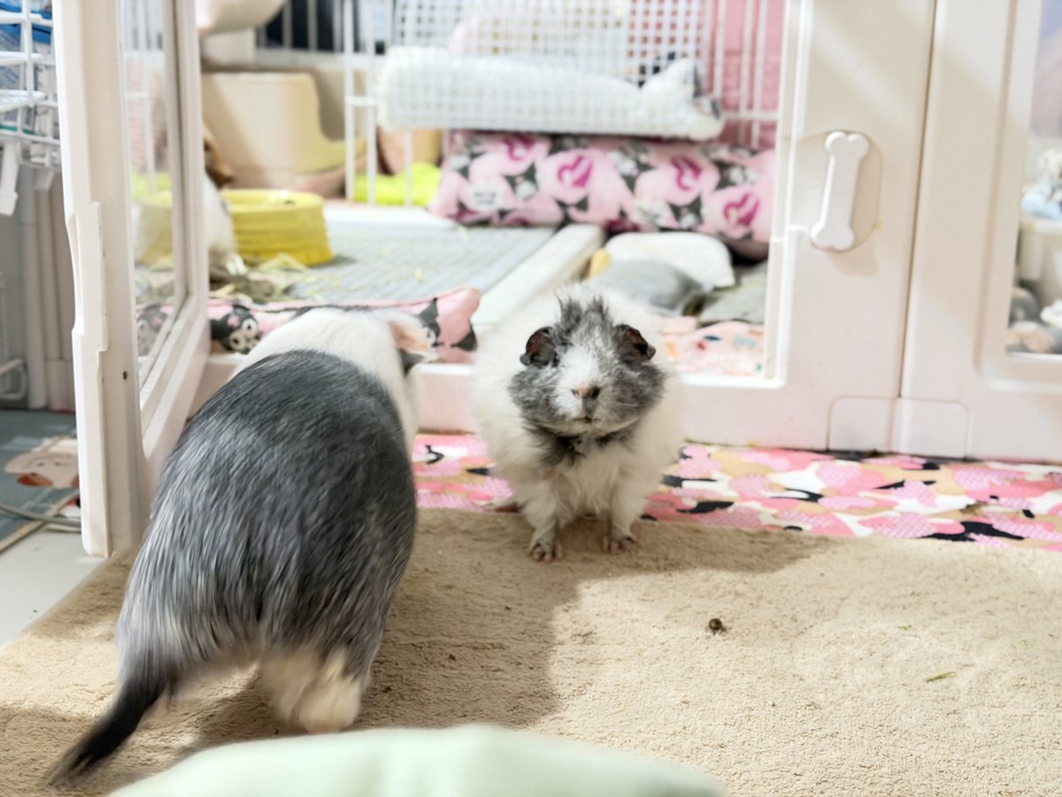 돼지먹여살리기 tweet media