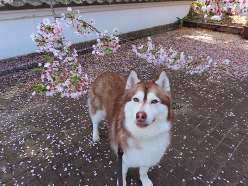 huskytruffe's tweet photo. ブログを更新しました。【とりゅふ家の事件簿】
景色とお花とランチを堪能♪
https://t.co/7o56YcK6q5
#ハスキー #husky #ハスキーマドレーヌ #siberianhusky #シベリアンハスキー #とりゅふ家 #犬とお出掛け #ACAOFOREST #犬連れ旅行 https://t.co/9djXG4qmz2