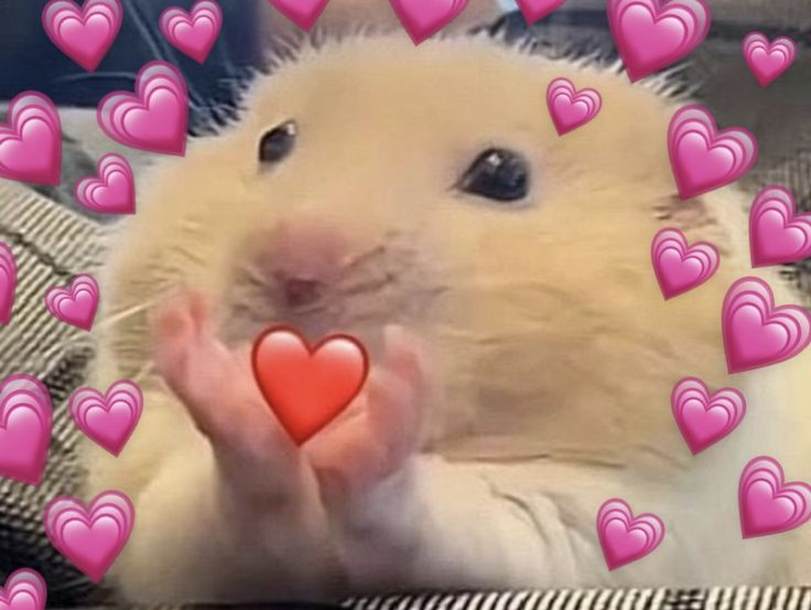 유도화 tweet media