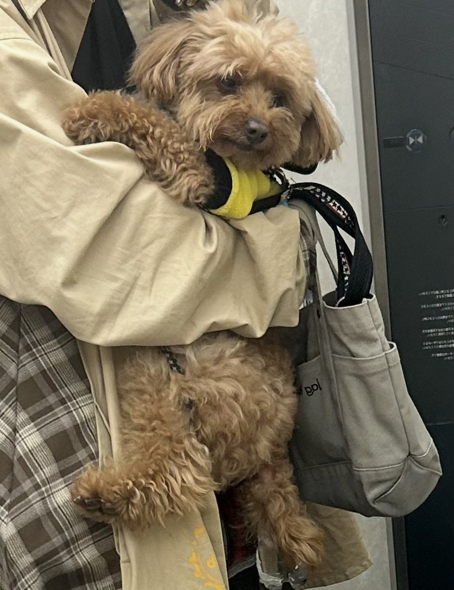 ぼんゆう🐶 tweet media