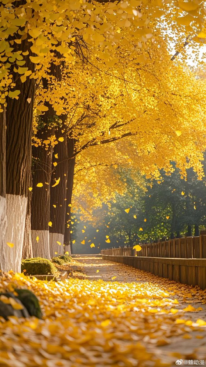 FitimElezi's tweet photo. Autumn breeze + golden leaves = perfect afternoon walk https://t.co/kwktjijUhR