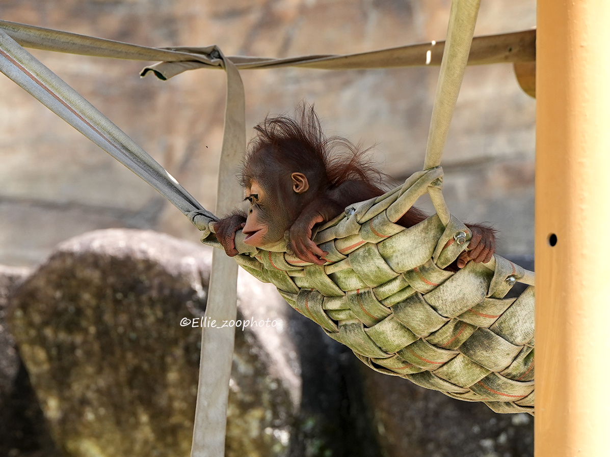 エリー tweet media