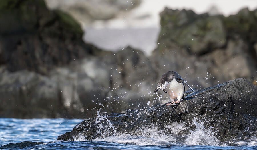 joancarroll's tweet photo. Penguin Surrounded by Splashing Water Half Moon Island! https://t.co/Nav7XaS4EV #penguin #chinstrap #halfmoon #antarctica #southshetland #ocean #splash #splashing #shoreline #rocks #rocky #wildlife #birds #birdphotography #birdwatching #wildlifephotography #buyart #wallart #artforsale #travel #travelphotography #BuyIntoArt #AYearForArt #wallartforsale #giftideas @joancarroll