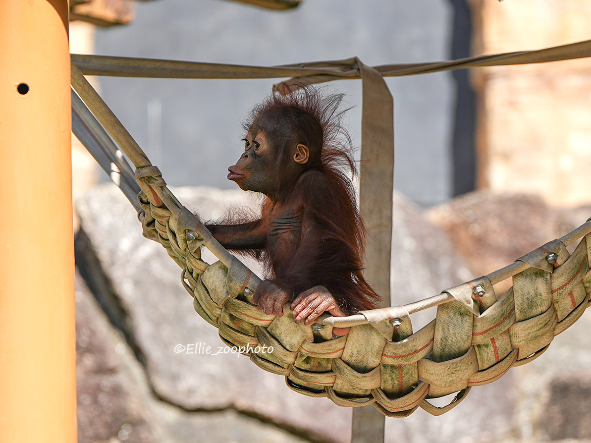 エリー tweet media