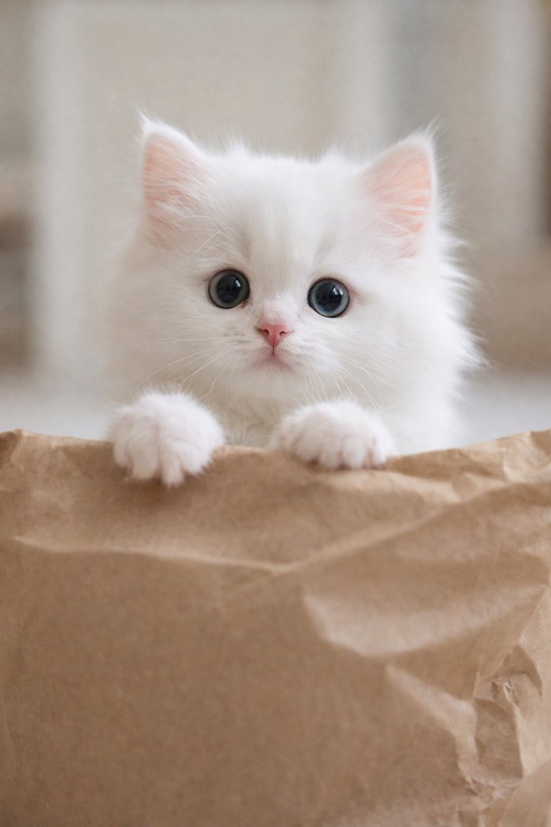 @Sleep.laiza tweet media