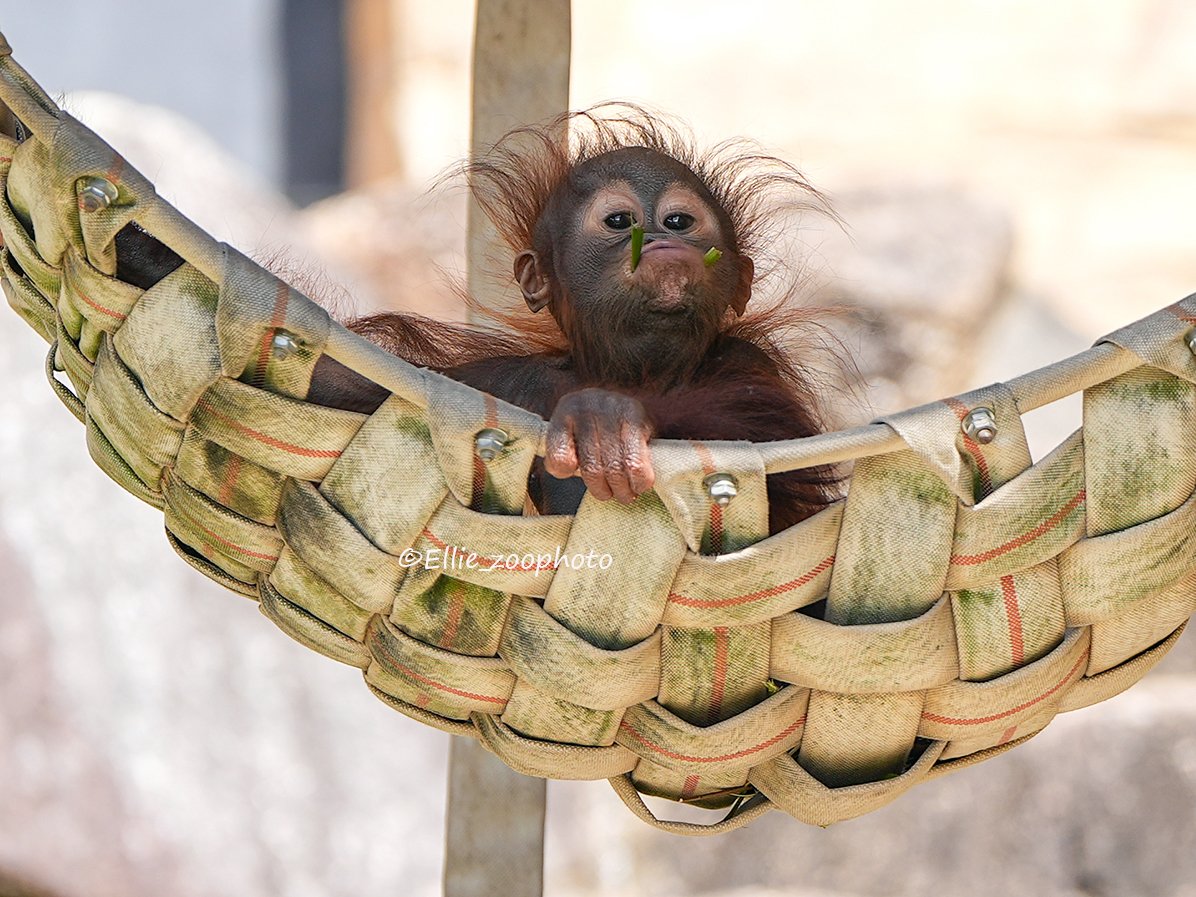 エリー tweet media