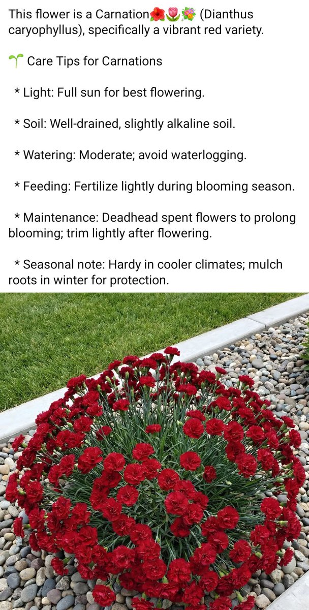 GratefulStella's tweet photo. 🌺💐🥀🌺 #carnationflowerplant #carnation #flower #plant #bloom #blossom #grow #garden #greenhouse #spring #summer #getoutside #playinthedirt #soil #dirt #sunshine #rain #water #floweroftheday 🌺💐🥀🌺 https://t.co/tpEntwKbaA