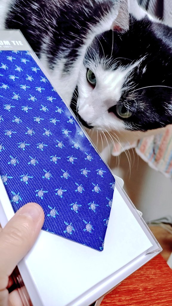 夫ちゃんの新ネクタイ…
猫柄じゃないにゃ!!!🦑
(猫柄も買いました🐾)
#チョビタ