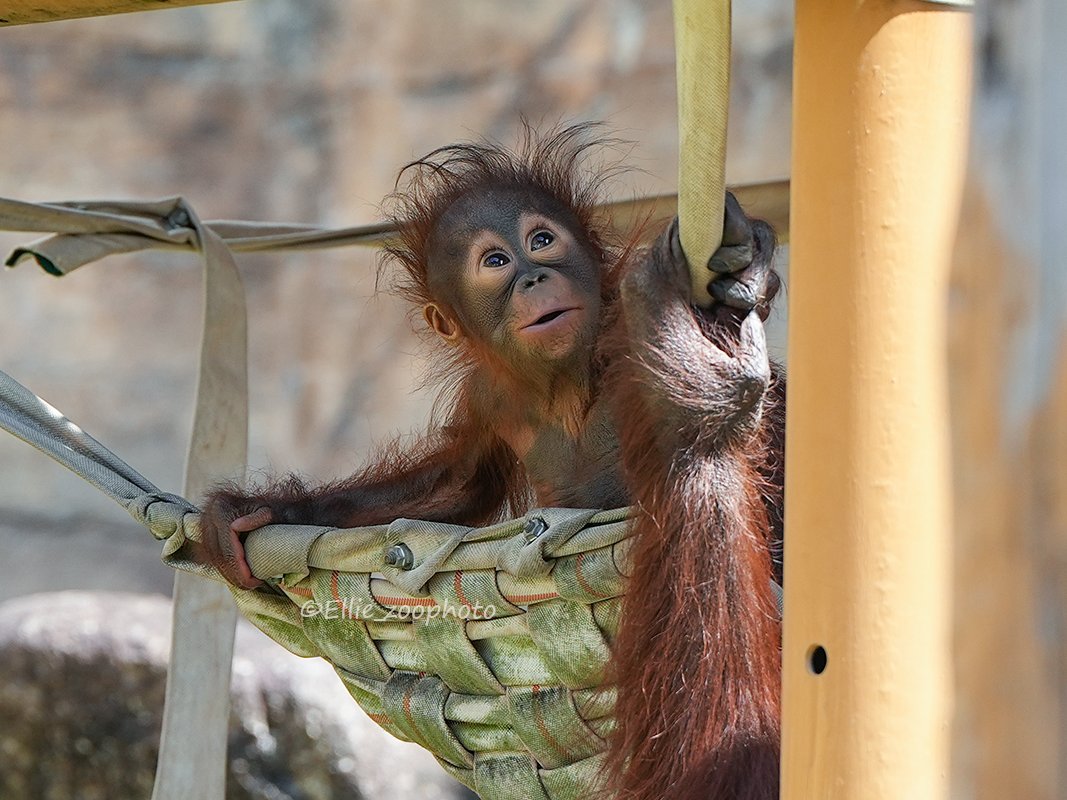 エリー tweet media