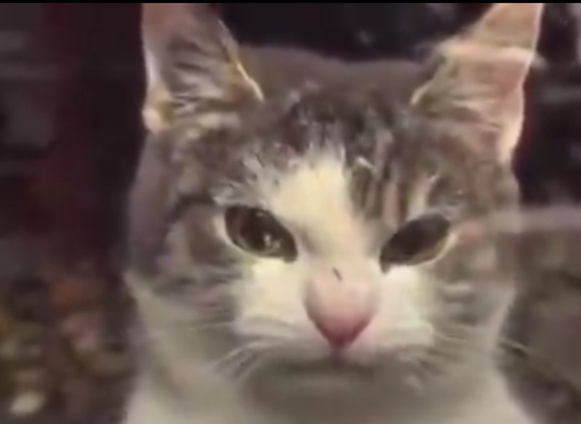 it's me? tweet media