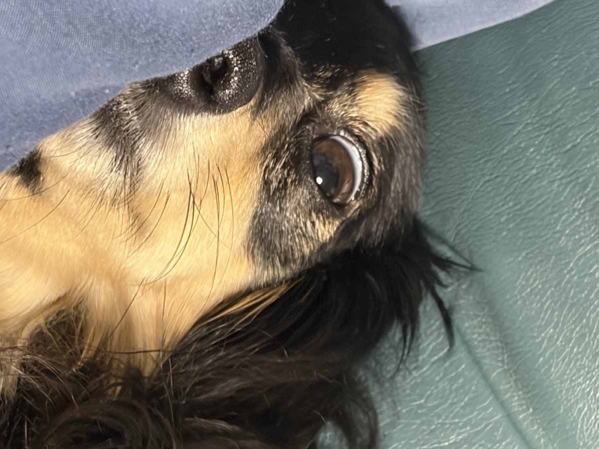 ありす tweet media