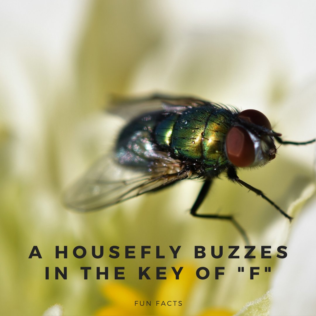 buddyblake's tweet image. Even they might not know a housefly buzzes in the key of F. 😱

How musically inclined are you? Some people have perfect pitch! 😉

#FunFacts #Housefly #musical #PerfectPitch #AnimalFacts