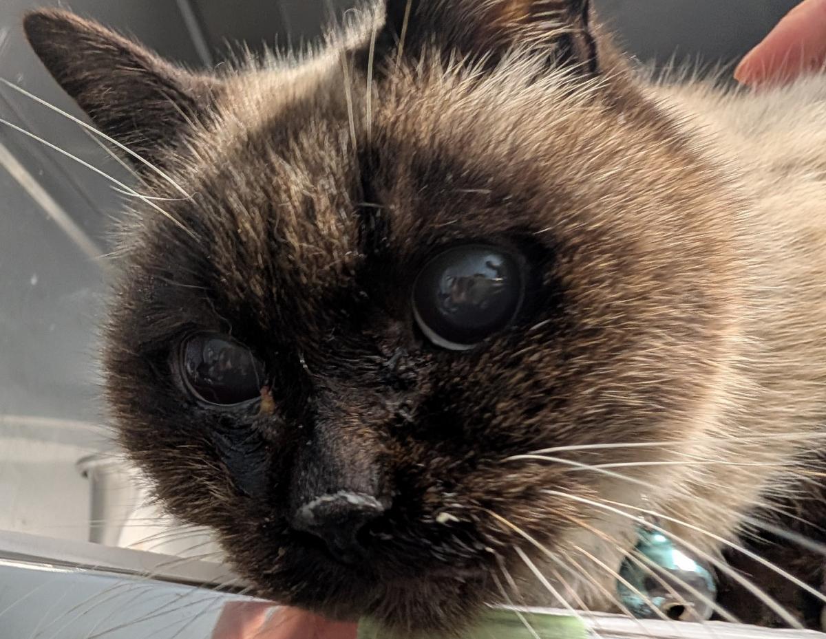 ただの猫ゃで tweet media