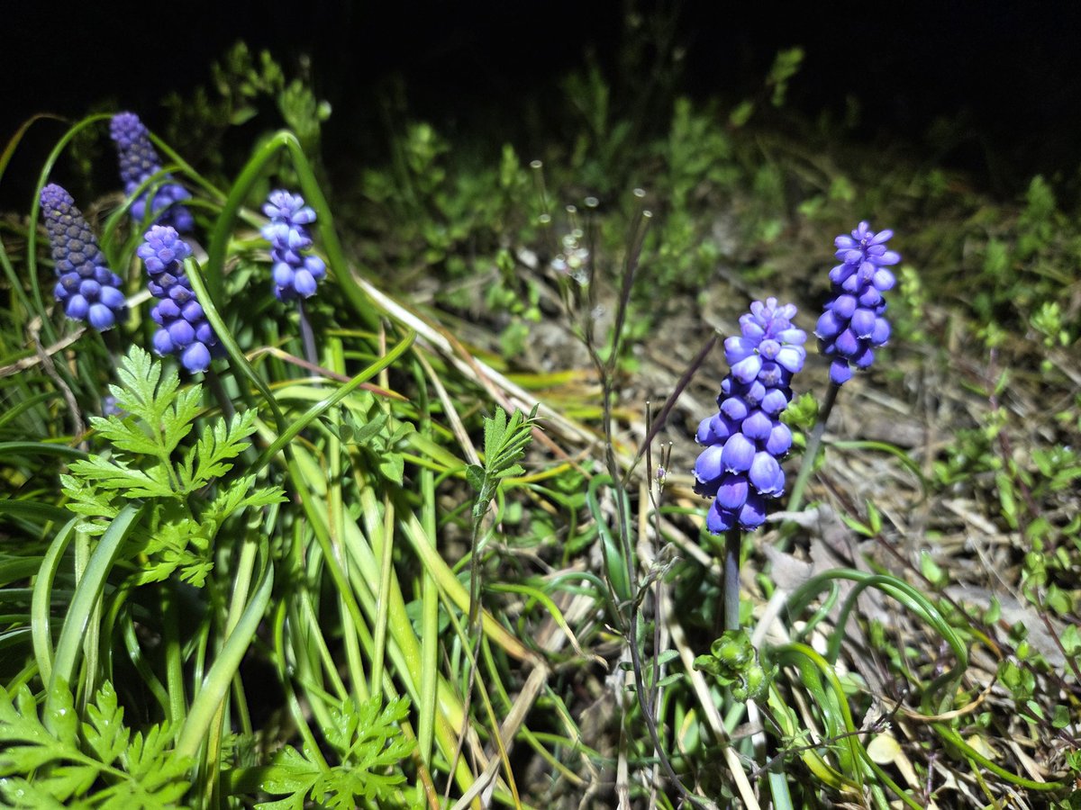 ﾌｫﾚｽﾄ tweet media